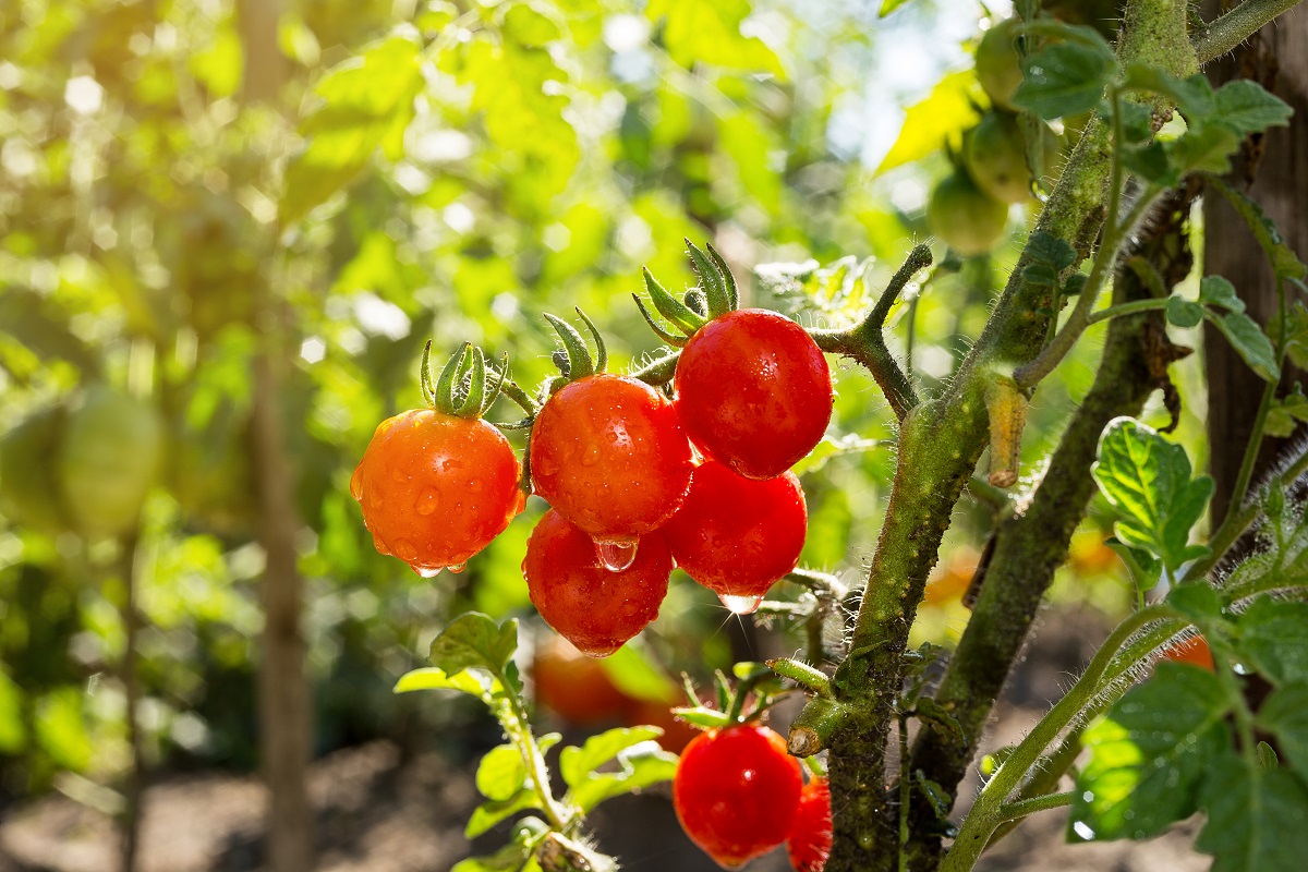 Tomaten oogst Grand'Italia